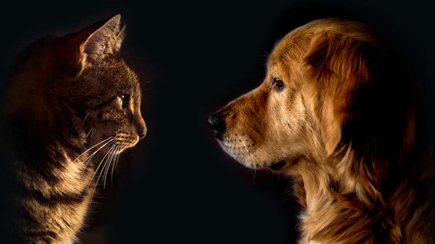 Породи собак, які не уживаються з котами