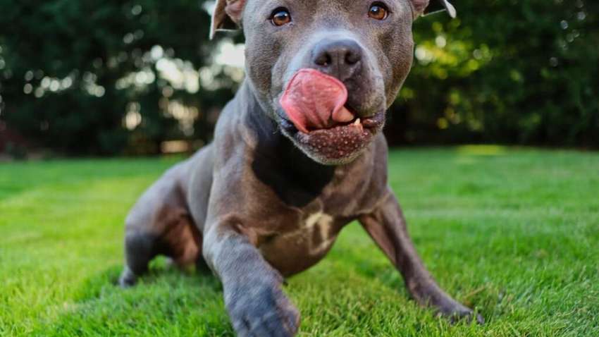 Опасные пушистики: какие собаки чаще всего кусаются