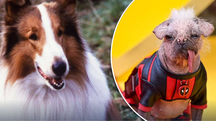 Собаки-актори: найвідоміші хвостаті кінозірки, що підкорили екрани Собаки-актори: найвідоміші хвостаті кінозірки, що підкорили екрани