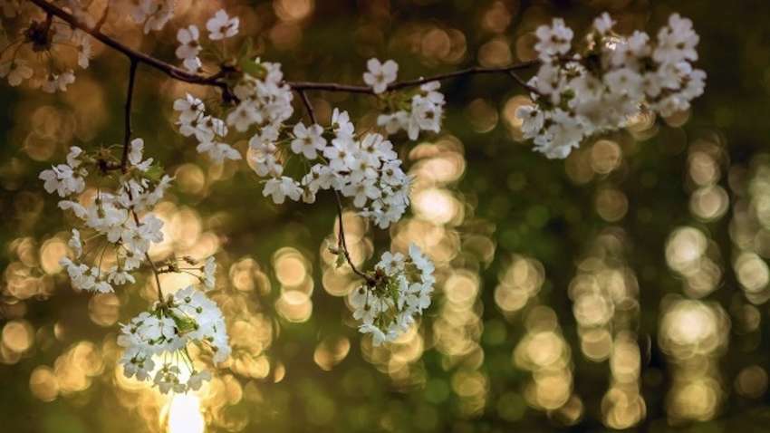 Погода в Україні сьогодні: в яких регіонах буде найтепліше