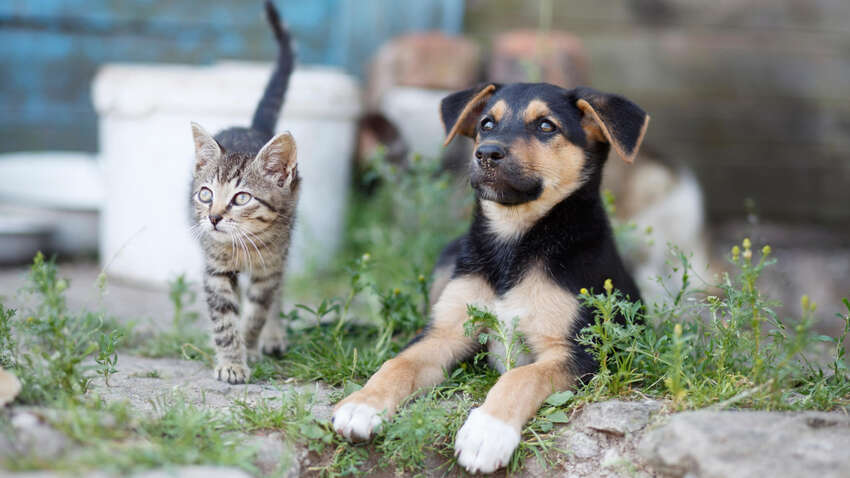 В России собираются издеваться над бездомными собаками В России собираются издеваться над бездомными собаками