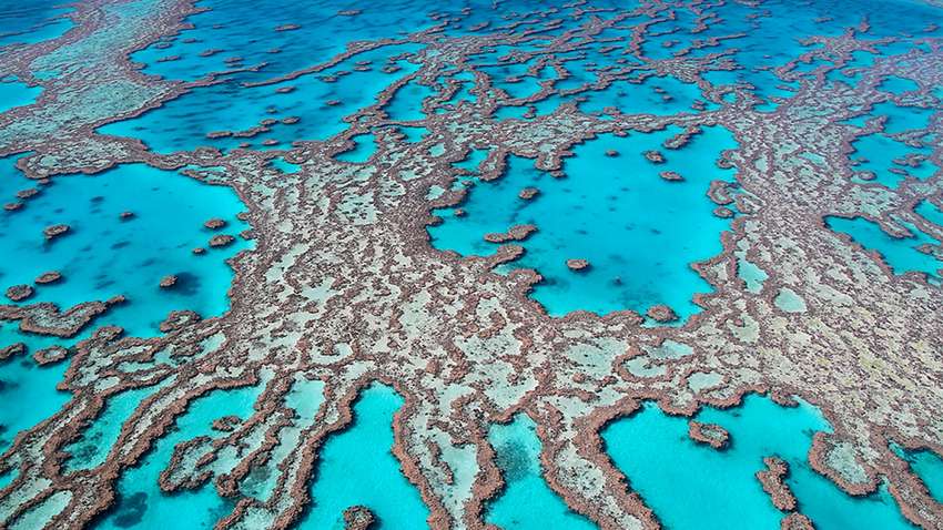 Экокатастрофа в Большом Барьерном рифе: ученые бьют тревогу Экокатастрофа в Большом Барьерном рифе: ученые бьют тревогу