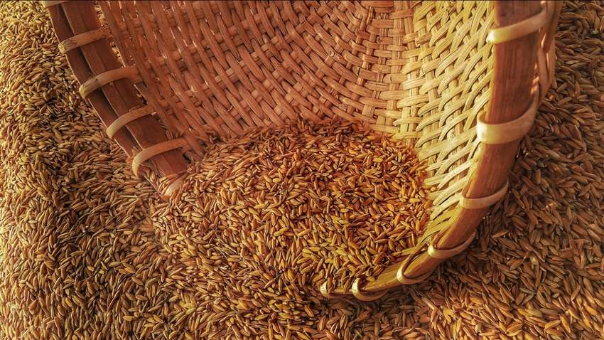 Три страны, которые купили больше всего агропродукции Украины в 2023 году Три страны, которые купили больше всего агропродукции Украины в 2023 году