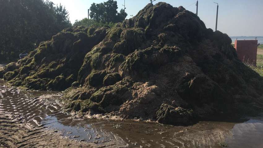 На пляжах в Бердянську виросли гори водоростей На пляжах в Бердянську виросли гори водоростей