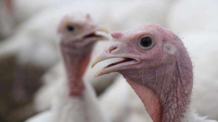 Пташиний грип: У Великобританії заріжуть понад 10 тисяч індичок