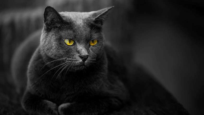 Три породы черных кошек, которые станут великолепными домашними питомцами Три породы черных кошек, которые станут великолепными домашними питомцами