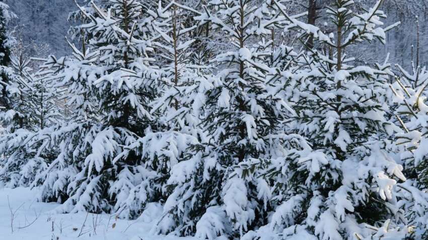 Церковный праздник 22 декабря: какая примета дня подскажет, каким будет Новый год