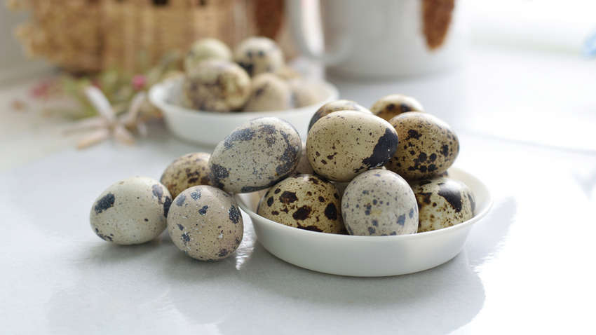 Врачи рассказали о пользе перепелиных яиц для организма
