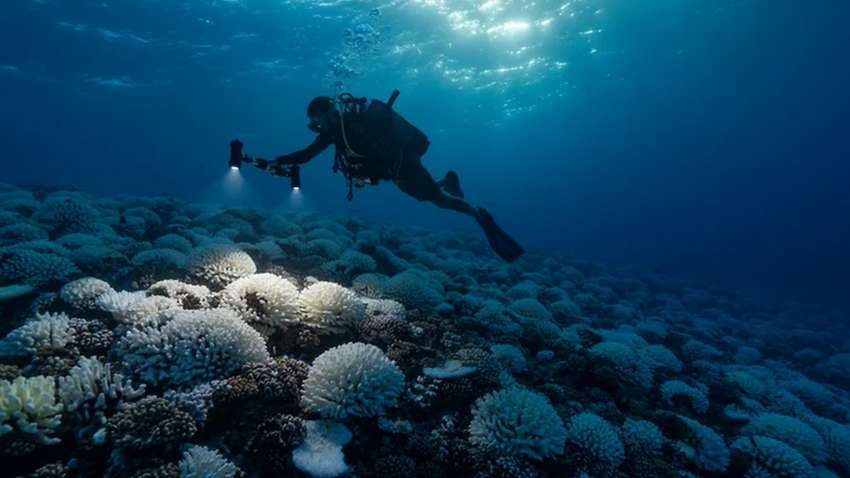 В Тихом океане обнаружили гигантских слизней (ФОТО) В Тихом океане обнаружили гигантских слизней (ФОТО)