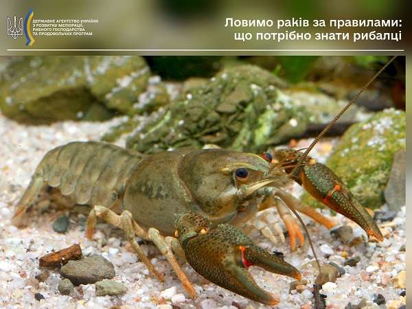 Правила ловлі раків: що варто знати рибалкам