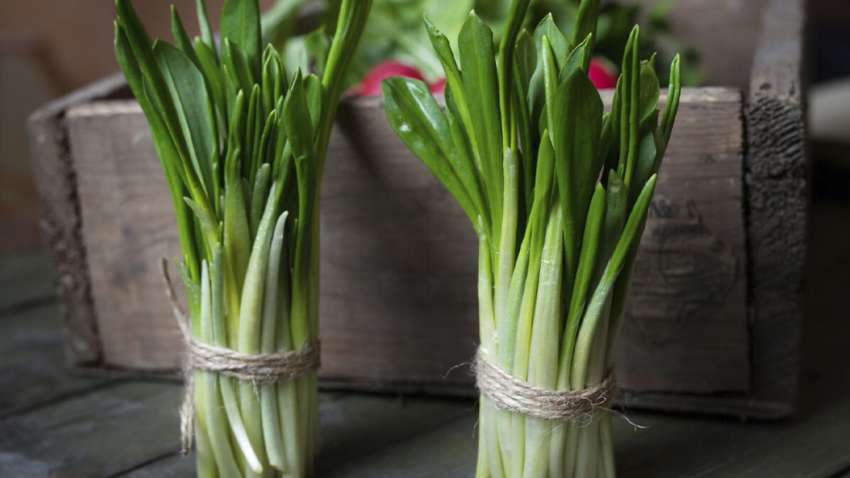 За продаж черемші можна потрапити до суду: які штрафи за знищення червонокнижної рослини