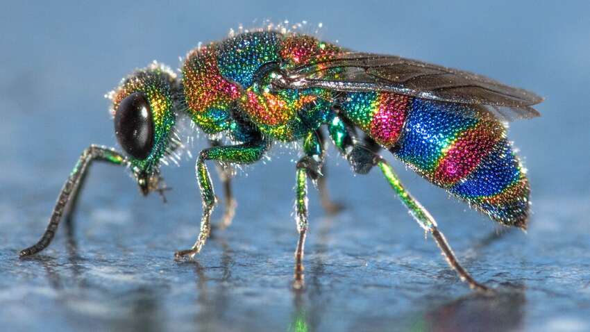 Ця комаха зупиняє старіння: вона може подовжити життя людей Ця комаха зупиняє старіння: вона може подовжити життя людей