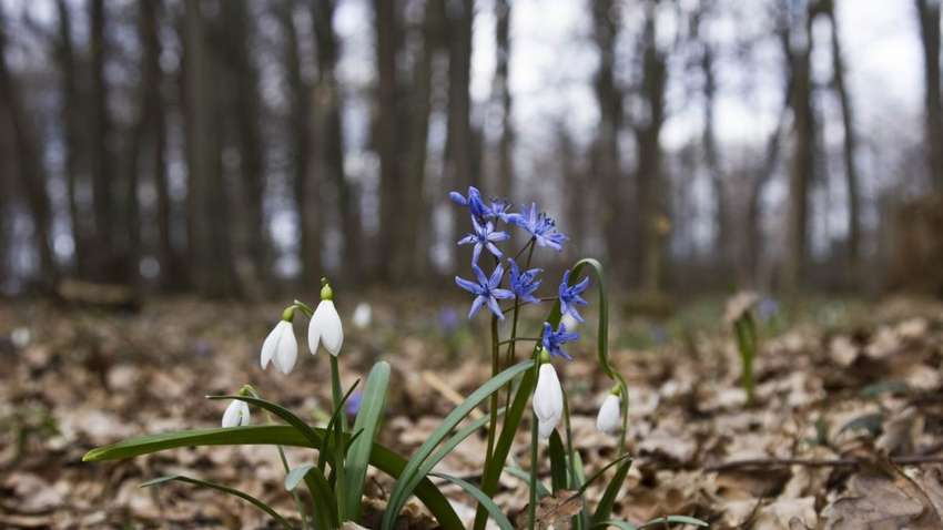 Весна на паузі: чекаємо до 5-ти морозу і сніг 