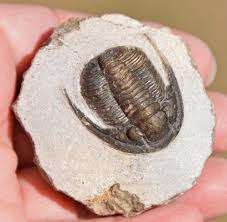 В очах скам'янілостей мух виявлені кристали 