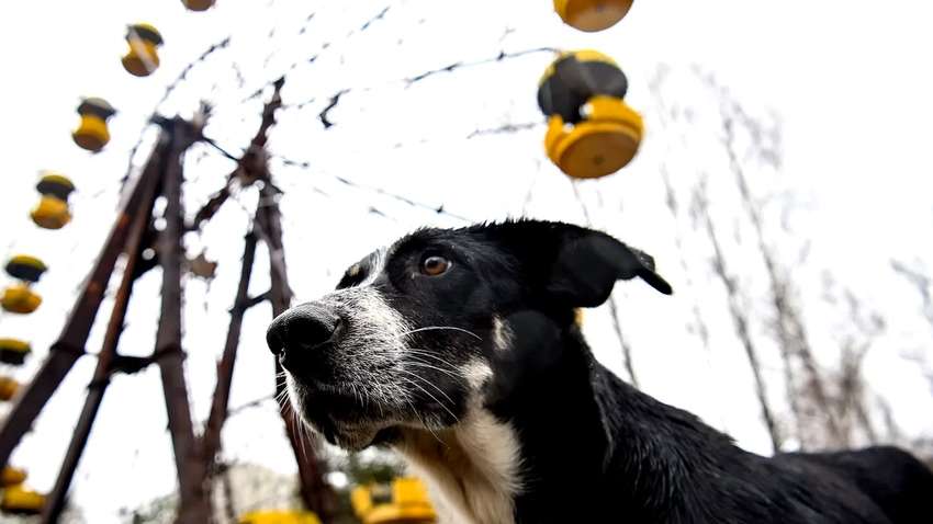 Вчені дослідили чорнобильських собак: опубліковані результати Вчені дослідили чорнобильських собак: опубліковані результати