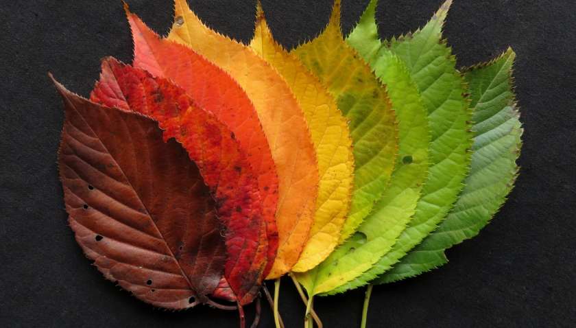 Почему осенью листья меняют цвет Почему осенью листья меняют цвет