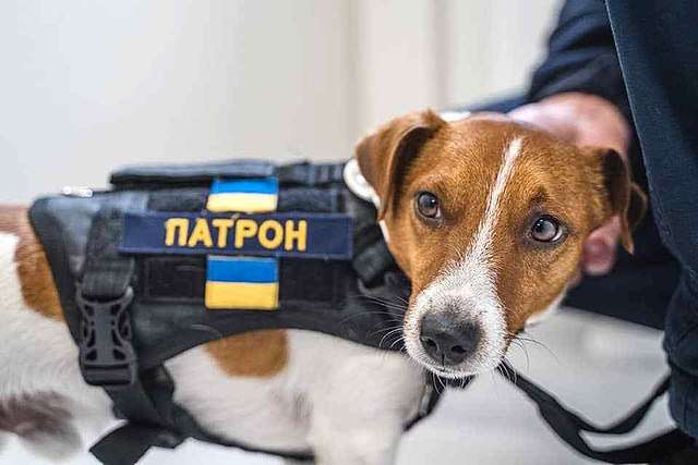 Пес Патрон розкритикував Ілона Маска: що сталося Пес Патрон розкритикував Ілона Маска: що сталося