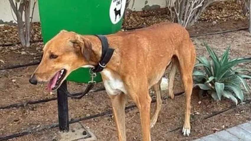 В Дубае коллапс: домашних животных массово бросают при эвакуации 