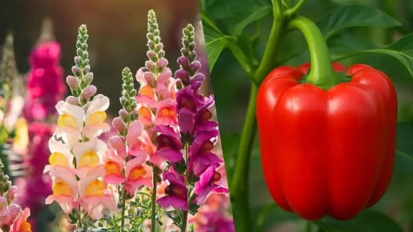 Не теряйте времени!: эти 6 растений которые нужно непременно посеять до апреля