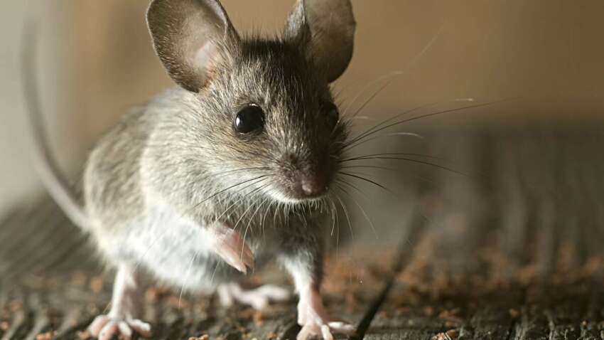 Какие животные выживают на фронте: фауна трещит по швам Какие животные выживают на фронте: фауна трещит по швам