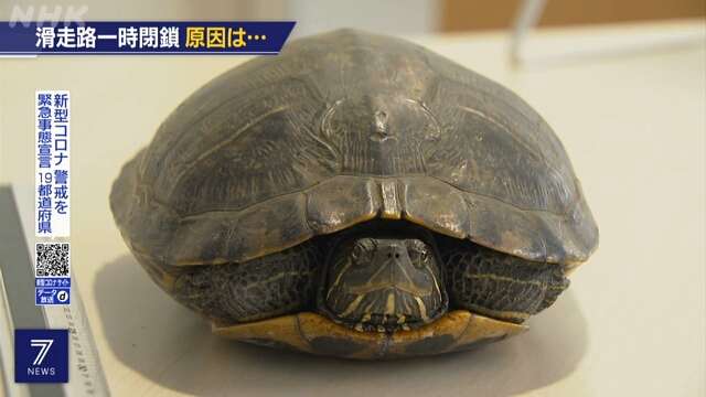 В Японии задержали пять самолетов из-за черепахи на взлетно-посадочной полосе В Японии задержали пять самолетов из-за черепахи на взлетно-посадочной полосе