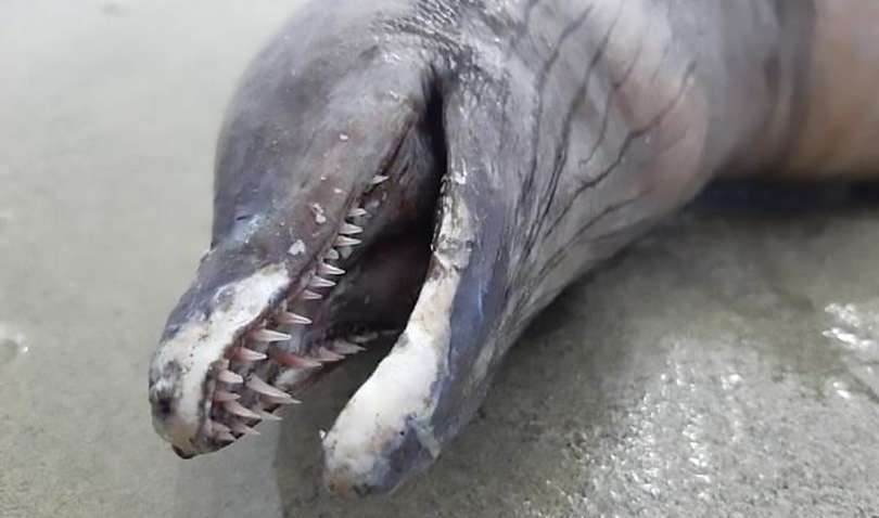 В Мексике обнаружили неизвестное существо с острыми зубами и без глаз