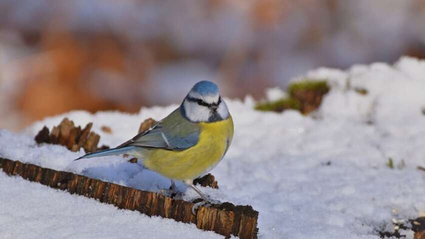 Церковне свято 20 грудня: чому сьогодні слід особливо обережно ставитись до грошей