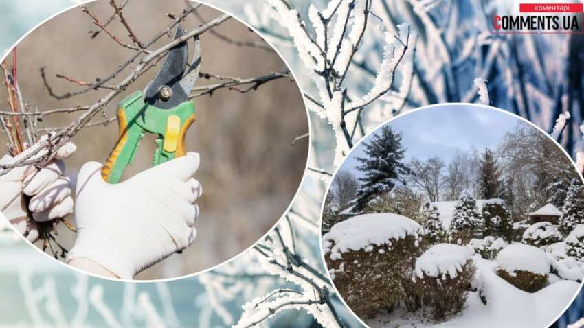 Що робити у саду та на городі в січні: важливі поради Що робити у саду та на городі в січні: важливі поради