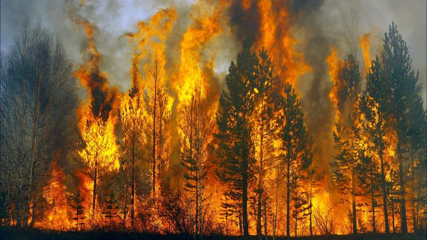 Через масштабну лісову пожежу на Харківщині евакуюють жителів села