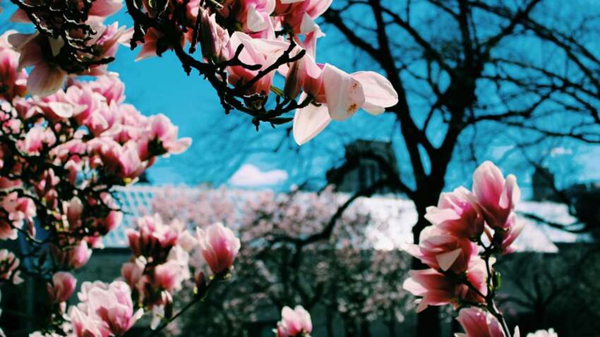 Квітень - це квіточки: синоптики ошелешили прогнозом погоди на травень 