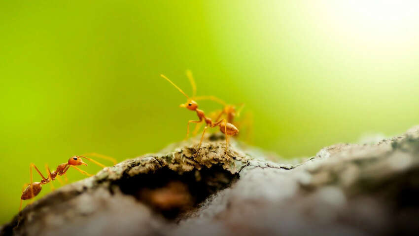 Яке церковне свято 3 червня: особливі прикмети та заборони дня