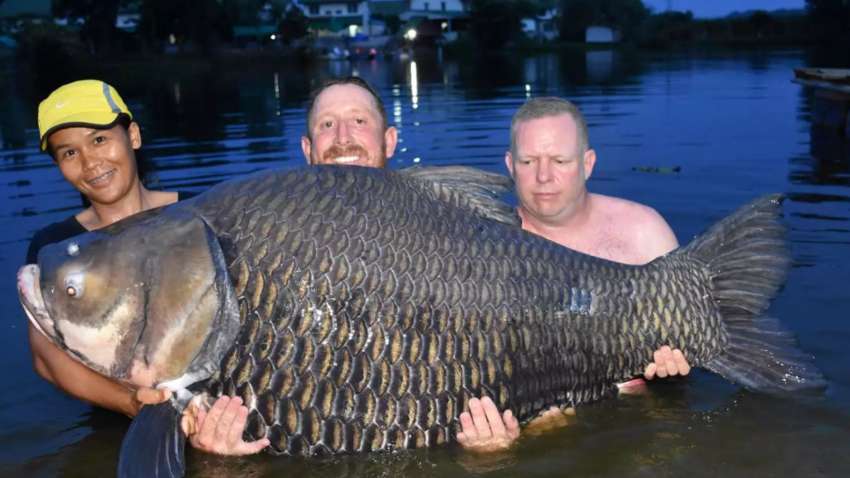 Рибалка в Таїланді спіймав коропа рекордних розмірів