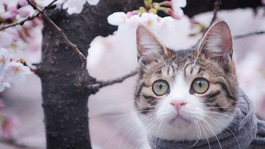 Весна-2021 в Украине будет аномальной: прогнозы метеорологов