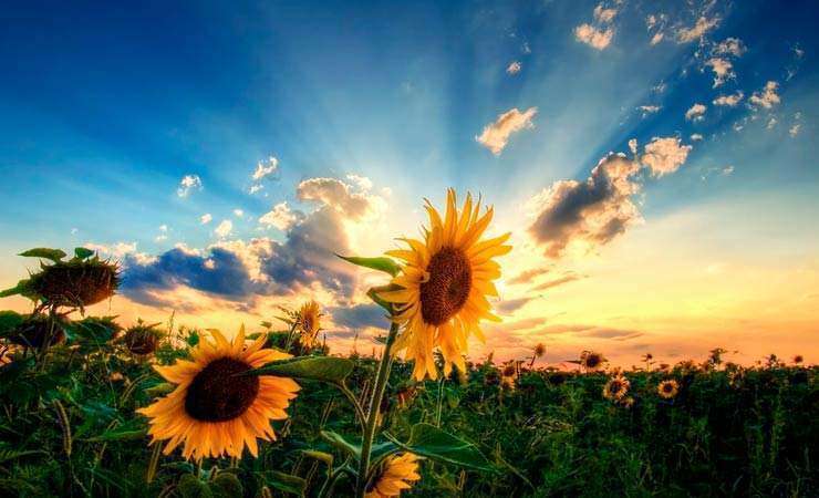 Оприлюднений прогноз погоди на тиждень