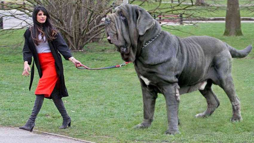 Вони важать понад 100 кг: 7 найбільших порід собак у світі