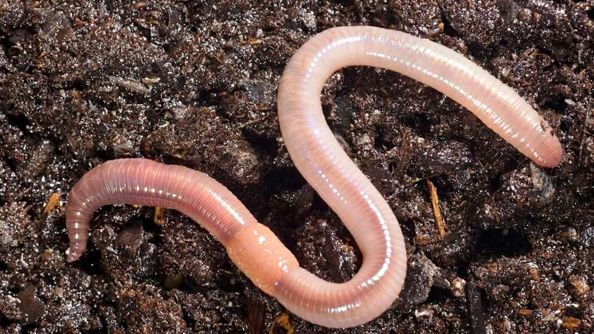 Ученые обнаружили микропластик в почве 