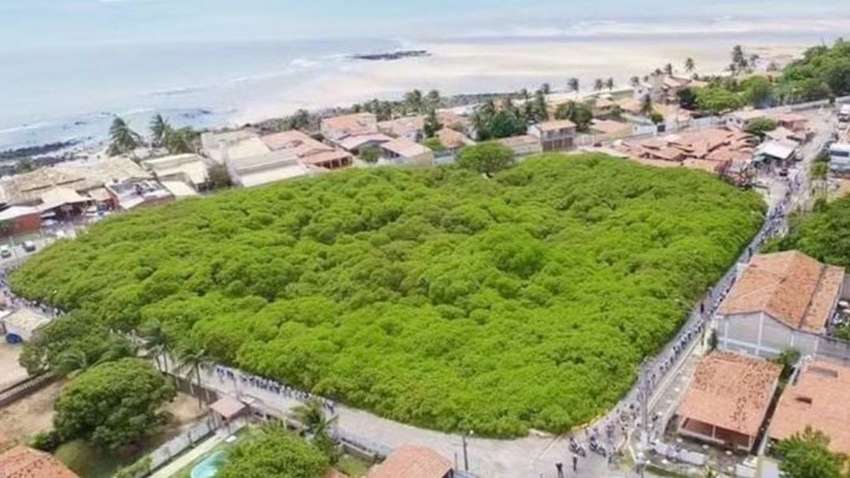 Як виглядає найбільше дерево у світі: займає площу понад 8 000 квадратних метрів Як виглядає найбільше дерево у світі: займає площу понад 8 000 квадратних метрів