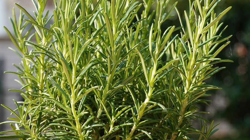 Уникальные свойства розмарина, о которых знают не все Уникальные свойства розмарина, о которых знают не все
