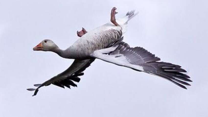 Вчені пояснили, чому дикі гуси перевертаються і літають догори ногами