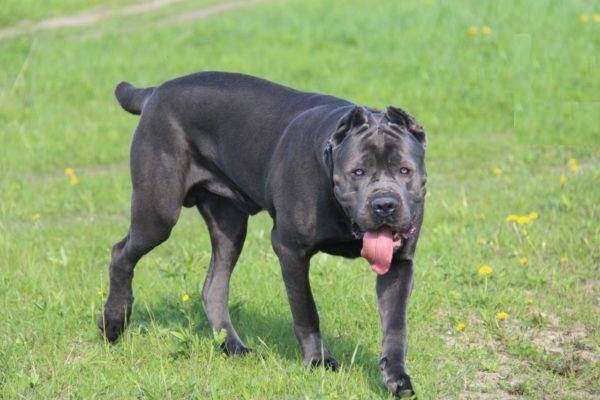 Топ-7 найагресивніших порід собак: кого варто побоюватися