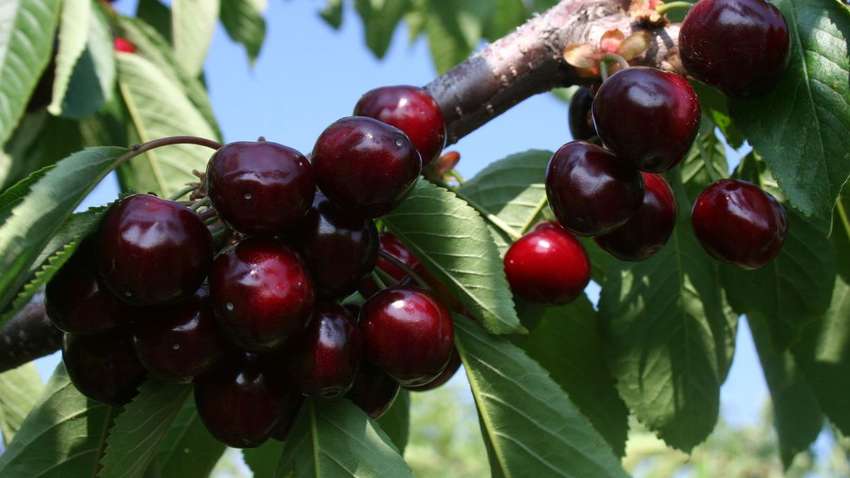 Набагато дорожче, ніж у Європі: ціни на черешню в Україні б’ють рекорди
