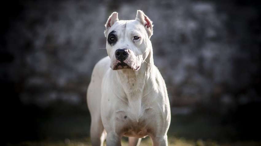 Какие собаки наиболее преданны своим хозяевам: рейтинг пород