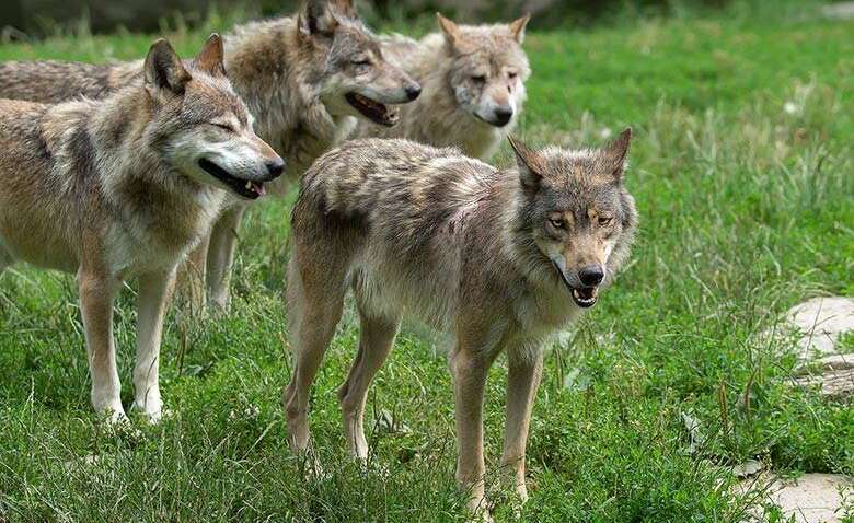 В Іспанії дозволили відстріл вовків: яка причина