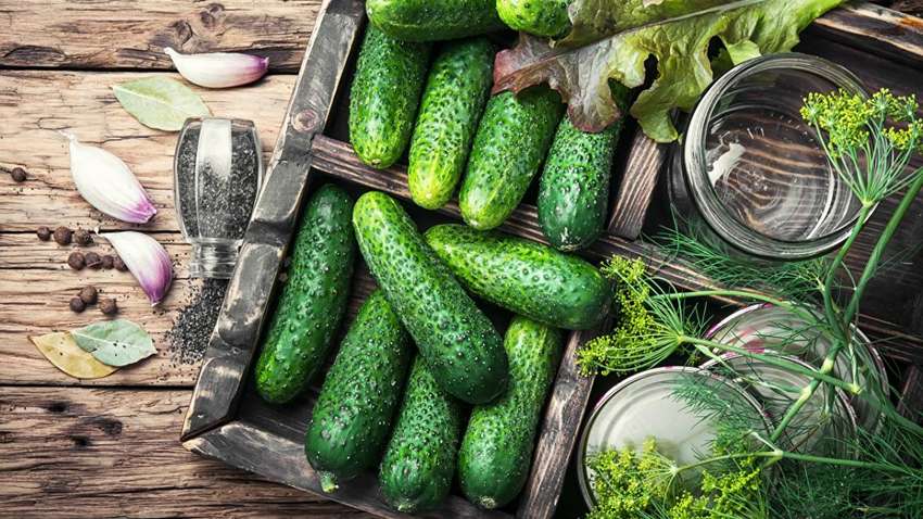 Стало известно, почему украинцы вынуждены в супермаркетах покупать российские огурцы