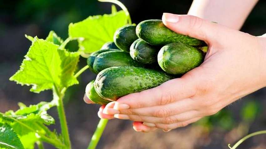 Что произойдет, если съедать один огурец каждый день Что произойдет, если съедать один огурец каждый день