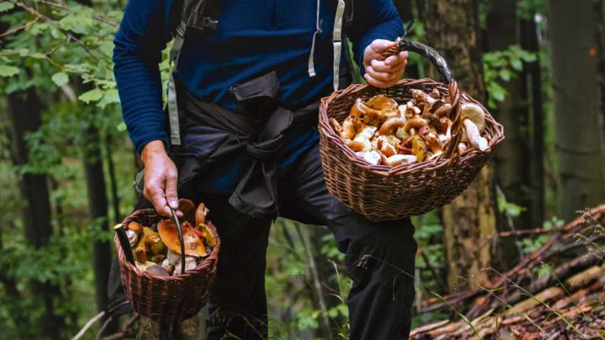 Сбор грибов: пять незаменимых вещей, которые нужно взять с собой