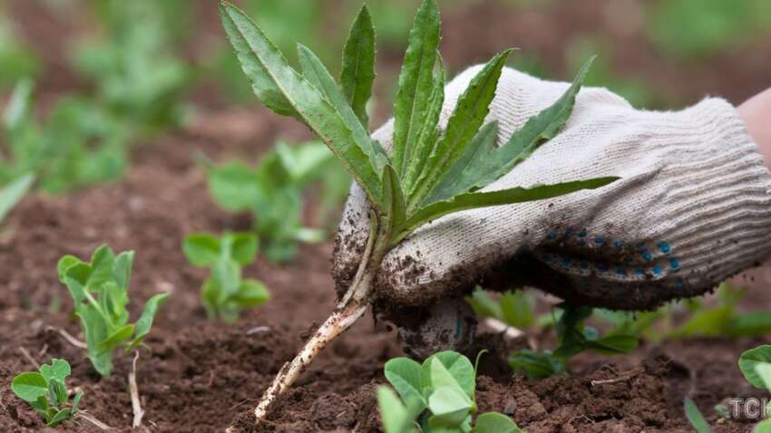 "Сорняки сгорят за сутки": огородники раскрыли простой раствор, который очищает участок без всякой химии