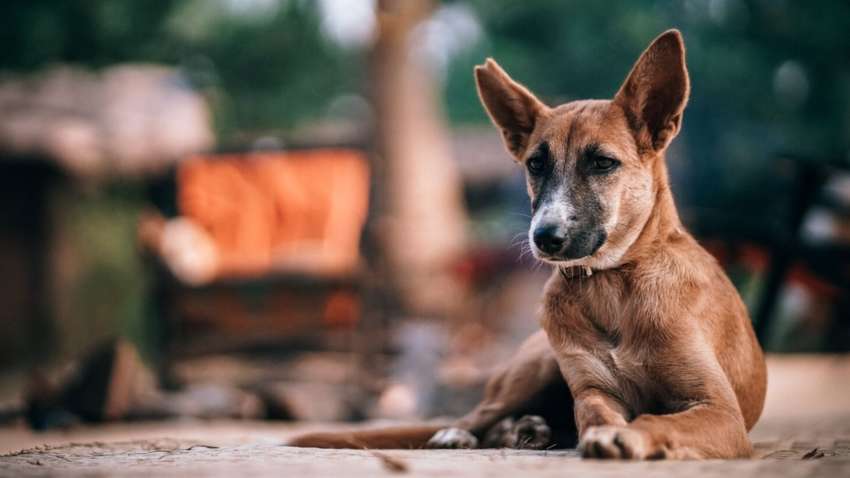 У Південній Кореї відмовились від давньої кривавої традиції