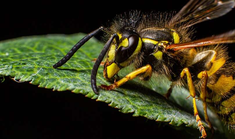 Австралійців тероризує нашестя європейських ос: люди бояться виходити з дому, а бізнес зачиняється Австралійців тероризує нашестя європейських ос: люди бояться виходити з дому, а бізнес зачиняється