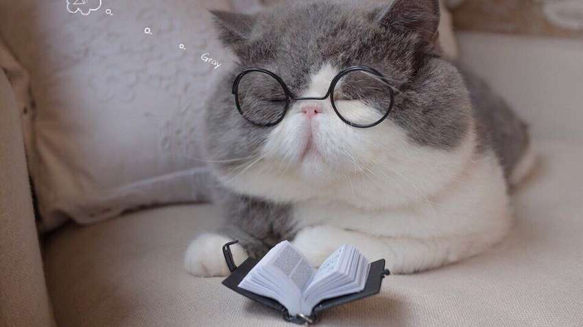 Кот ученый: в Кропивницком работает необычный библиотекарь Кот ученый: в Кропивницком работает необычный библиотекарь